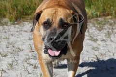 Boerboel