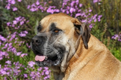 DogBoerboel