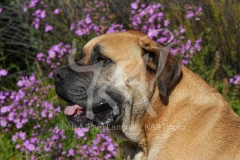 Boerboel