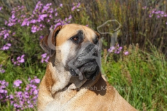 Boerboel