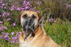Boerboel