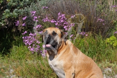 Boerboel