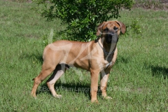 Boerboel