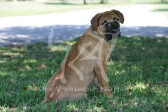 Boerboel