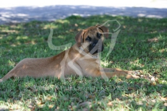 Boerboel