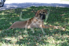 Boerboel