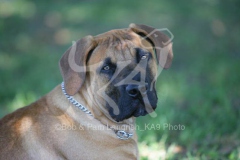 Boerboel