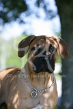 Boerboel