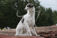 Borzoi