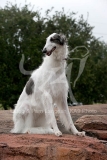 Borzoi