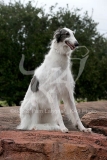 Borzoi