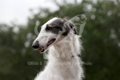 Borzoi