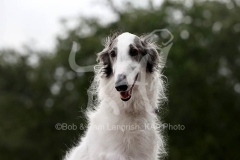 Borzoi