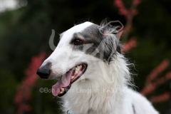 Borzoi