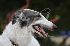 Borzoi