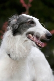 Borzoi
