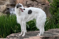 Borzoi