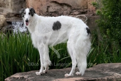 Borzoi