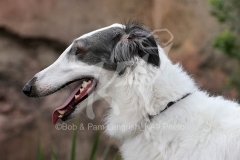 Borzoi