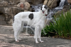 Borzoi