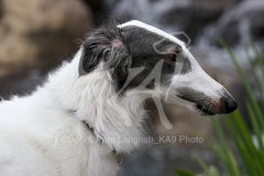 Borzoi