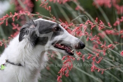 Borzoi