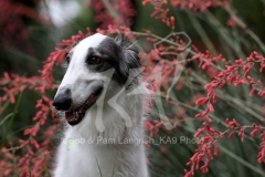 Borzoi