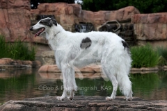 Borzoi