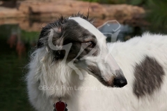 Borzoi