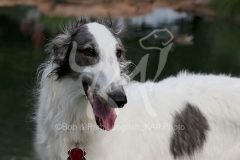 Borzoi