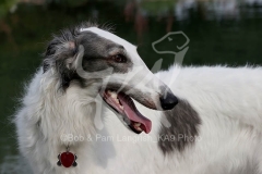 Borzoi