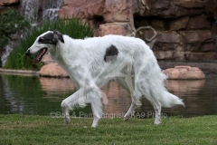 Borzoi