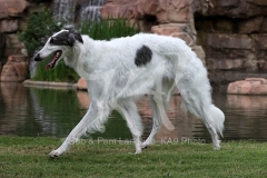Borzoi