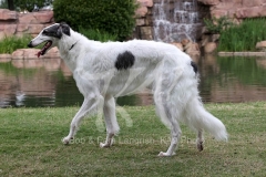 Borzoi