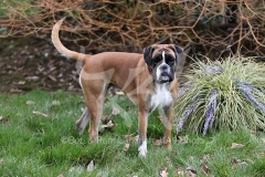 Boxer