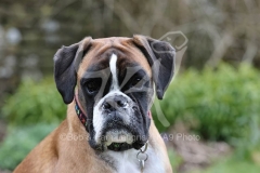 Boxer