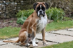 Boxer