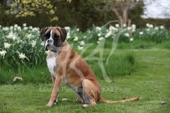 Boxer