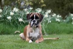 Boxer