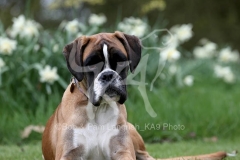 Boxer