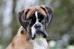 Boxer