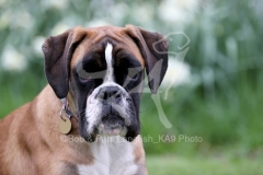 Boxer