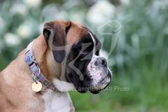 Boxer