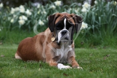 Boxer