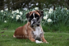 Boxer