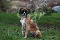 Boxer