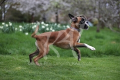 Boxer