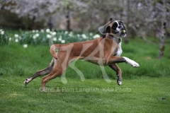 Boxer