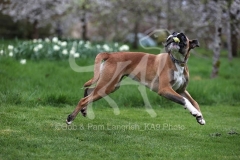 Boxer