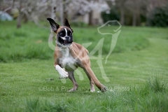 Boxer